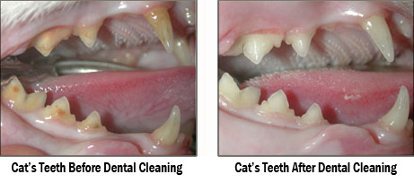 February is National Pet Dental Health Month